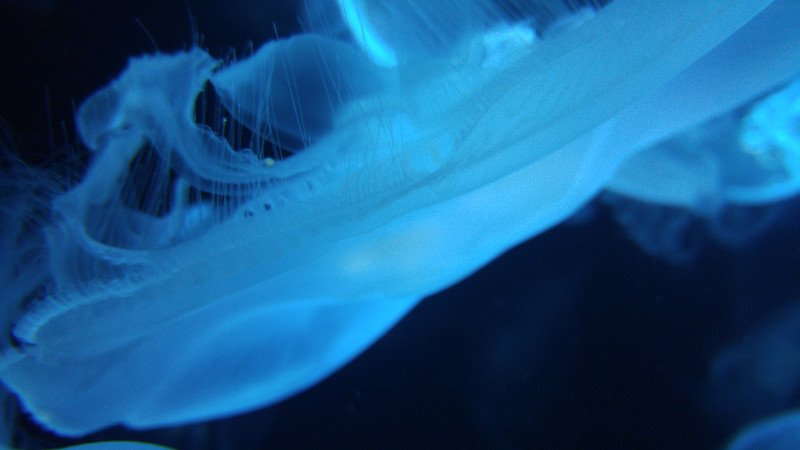 Illustration for article titled National Aquarium Photodump